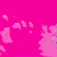 红运直播视频299