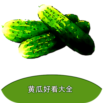 黄瓜阅读